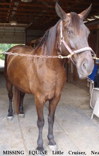 MISSING EQUINE Little Cruiser, Near Selma, NC, 27576