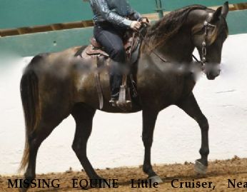 MISSING EQUINE Little Cruiser, Near Selma, NC, 27576