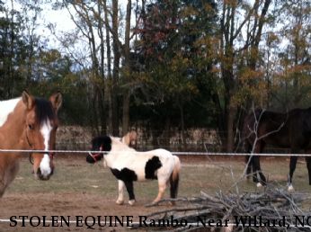 STOLEN EQUINE Rambo, Near Willard, NC, 28478