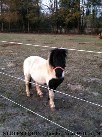 STOLEN EQUINE Rambo, Near Willard, NC, 28478