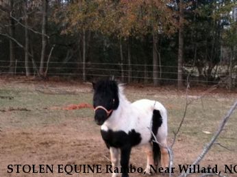 STOLEN EQUINE Rambo, Near Willard, NC, 28478