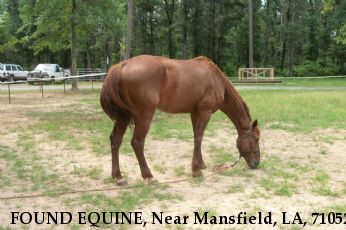 FOUND EQUINE, Near Mansfield, LA, 71052