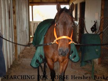 SEARCHING FOR HORSE Hershey Basket, Near Estill, SC, 00000