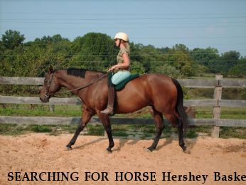 SEARCHING FOR HORSE Hershey Basket, Near Estill, SC, 00000