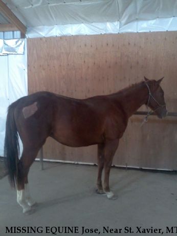 MISSING EQUINE Jose, Near St. Xavier, MT, 59101