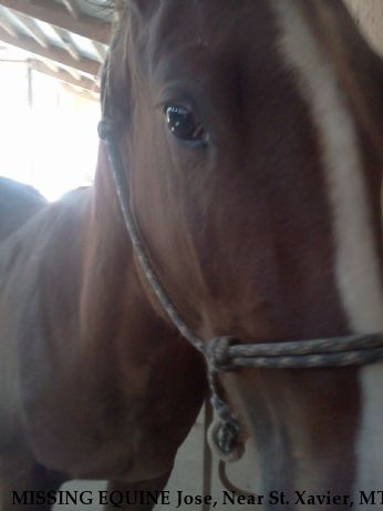 MISSING EQUINE Jose, Near St. Xavier, MT, 59101