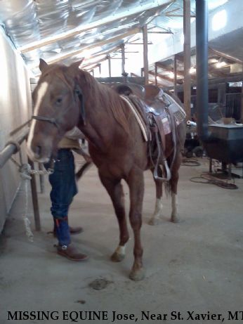 MISSING EQUINE Jose, Near St. Xavier, MT, 59101