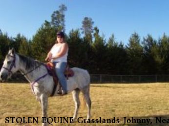 STOLEN EQUINE Grasslands Johnny, Near Port Orchard, WA, 98367