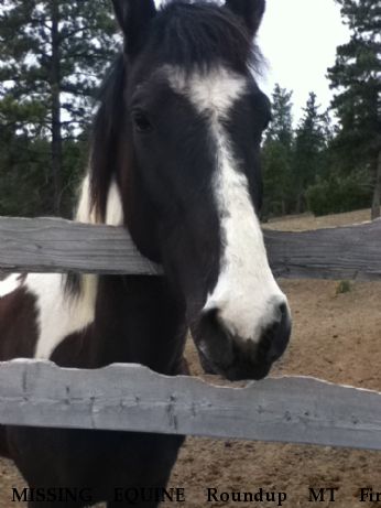 MISSING EQUINE Roundup MT Fire Dakota, Near Roundup , MT, 59072