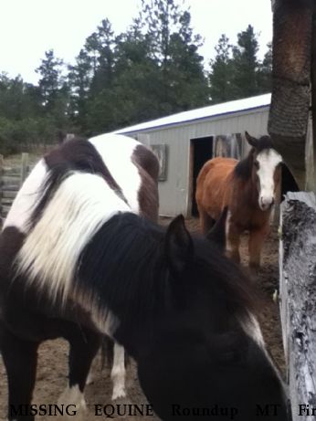 MISSING EQUINE Roundup MT Fire Dakota, Near Roundup , MT, 59072