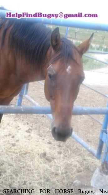 SEARCHING FOR HORSE Bugsy, Near Guymon, OK, 00000