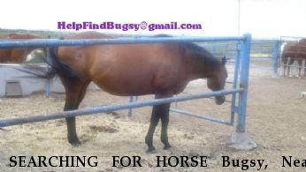 SEARCHING FOR HORSE Bugsy, Near Guymon, OK, 00000