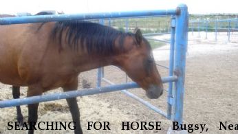 SEARCHING FOR HORSE Bugsy, Near Guymon, OK, 00000