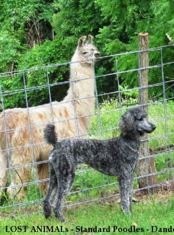 LOST ANIMALs - Standard Poodles - Dande & Bingo Near Glenwood , WV, 25520