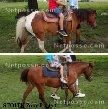 STOLEN Pony Rusty (& Sundae), Near Miami, FL, 33183