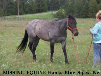 MISSING EQUINE Hanks Blue Sqaw, Near Marion MT, MT, 59925