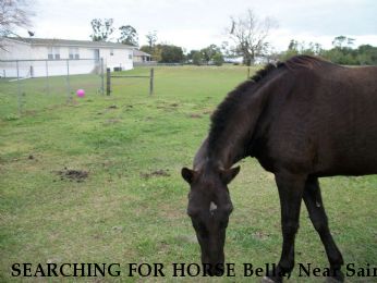 SEARCHING FOR HORSE Bella, Near Saint Cloud, FL, 34772