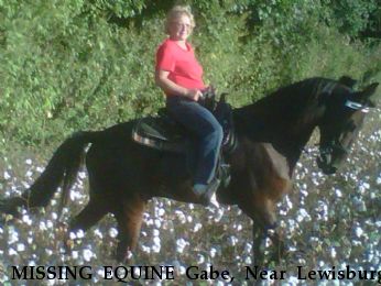 MISSING EQUINE Gabe, Near Lewisburg, TN, 37091