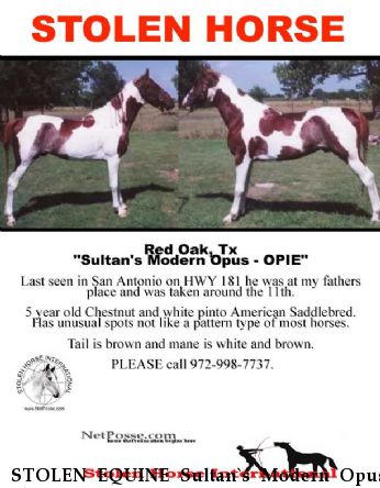 STOLEN EQUINE Sultan`s Modern Opus, aka Opie Near San Antonio, TX, 78223