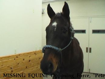 MISSING EQUINE Opposing Force, "Pete", Near ft leavenworth, KS, 66027