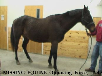 MISSING EQUINE Opposing Force, "Pete", Near ft leavenworth, KS, 66027