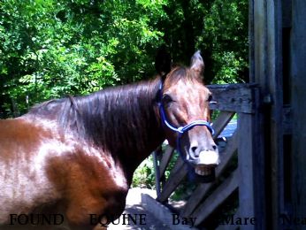 FOUND EQUINE Bay Mare Near Hampshire, TN, 38461