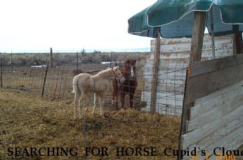 SEARCHING FOR HORSE Cupid`s Cloud, Near Mosca, CO, 81146