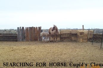 SEARCHING FOR HORSE Cupid`s Cloud, Near Mosca, CO, 81146