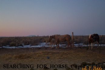 SEARCHING FOR HORSE Cupid`s Cloud, Near Mosca, CO, 81146