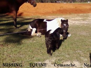 MISSING EQUINE Comanche, Near Cottonwood, AL, 36320