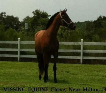 MISSING EQUINE Chase, Near Milton, FL, FL, 32583