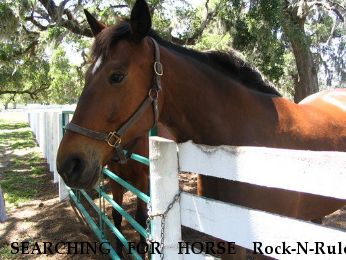 SEARCHING FOR HORSE Rock-N-Rule, Near LaCrosse, FL, 00000