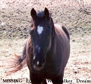 MISSING EQUINE Windwalker Dreams, Near Motley, MN, 56466