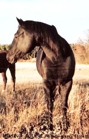 MISSING EQUINE Windwalker Dreams, Near Motley, MN, 56466