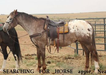 SEARCHING FOR HORSE appie, Near Lizzard Pass, CO, 00000