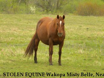 STOLEN EQUINE Wakopa Misty Belle, Near Alida, MN, 56621