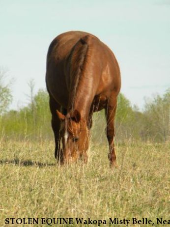 STOLEN EQUINE Wakopa Misty Belle, Near Alida, MN, 56621