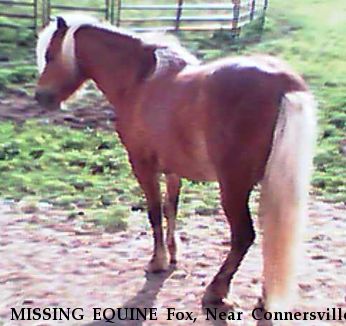 MISSING EQUINE Fox, Near Connersville, IN, 47331