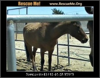 SEARCHING FOR HORSE Summer, Sally & Reno Near Lancaster, CA, 93535