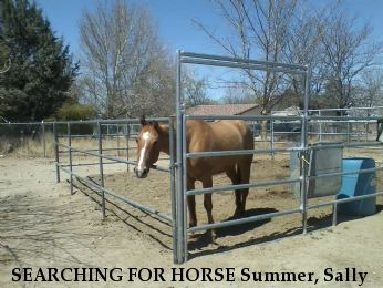 SEARCHING FOR HORSE Summer, Sally & Reno Near Lancaster, CA, 93535