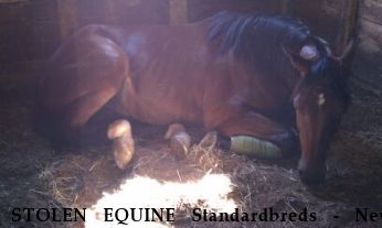 STOLEN EQUINE Standardbreds - New Moon and Oat Matt McDonald Near Wauseon, OH, 43567