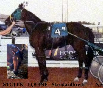 STOLEN EQUINE Standardbreds - New Moon and Oat Matt McDonald Near Wauseon, OH, 43567