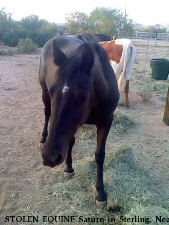 STOLEN EQUINE Saturn in Sterling, Near Tucson, AZ, 85736