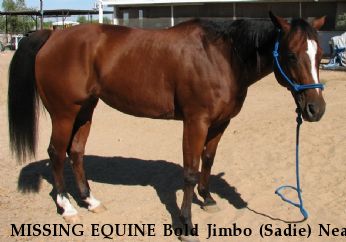 MISSING EQUINE Bold Jimbo (Sadie) Near Yuma, AZ, 85366