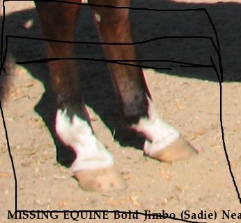 MISSING EQUINE Bold Jimbo (Sadie) Near Yuma, AZ, 85366