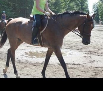 SEARCHING FOR HORSE Aafter All, Near Raphine , VA, 24472