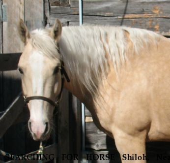 SEARCHING FOR HORSE Shiloh, Near Alpena, MI, 49707