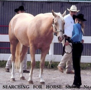 SEARCHING FOR HORSE Shiloh, Near Alpena, MI, 49707