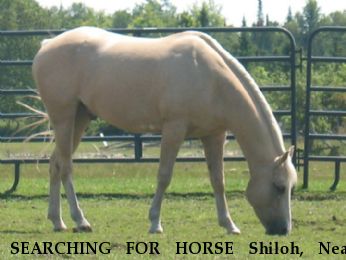 SEARCHING FOR HORSE Shiloh, Near Alpena, MI, 49707