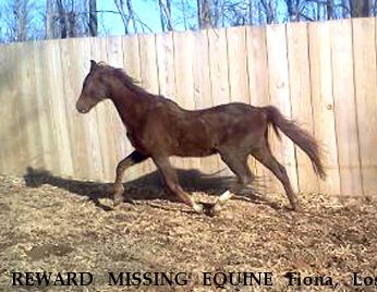 REWARD MISSING EQUINE Fiona, Lost after Coyote Attack Near Creston, NC, 28615